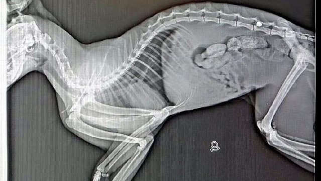 Yol kenarında yaralı bulunan kedi silahla vurulmuş