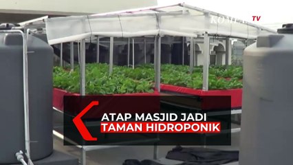 Inovatif! Atap Masjid Dimanfaatkan untuk Tanam Sayuran Hidroponik