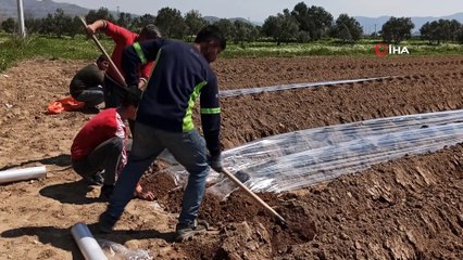 Don tehlikesi geçti, salatalık ekimleri hızlandı