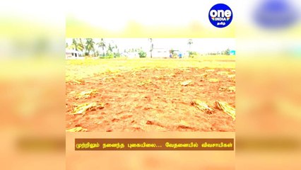 இடி மின்னலுடன் பெய்த திடீர் மழை: முற்றிலும் நனைந்த புகையிலை.. வேதனையில் விவசாயிகள்!