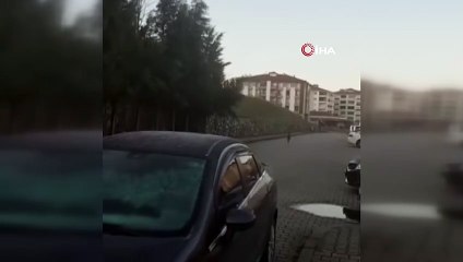 Yolunu kaybeden Karaca mahalle merkezine indi