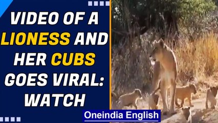 Lioness with her six cubs following in a queue, adorable video will make your day | Oneindia News