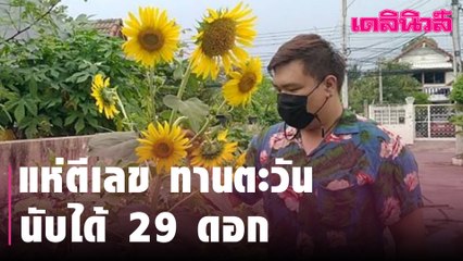 คอหวยชาวสุรินทร์ แห่ตีเลขทานตะวัน ออก 29 ดอก | Dailynews