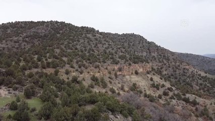 Türkiye'nin "ilk" fosil ormanının UNESCO Dünya Miras Listesi'ne alınması için çalışma başlatıldı