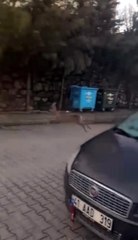 Yolunu kaybeden Karaca mahalle merkezine indi