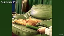 Cute And Funny Cat Videos To Keep You Smiling! 