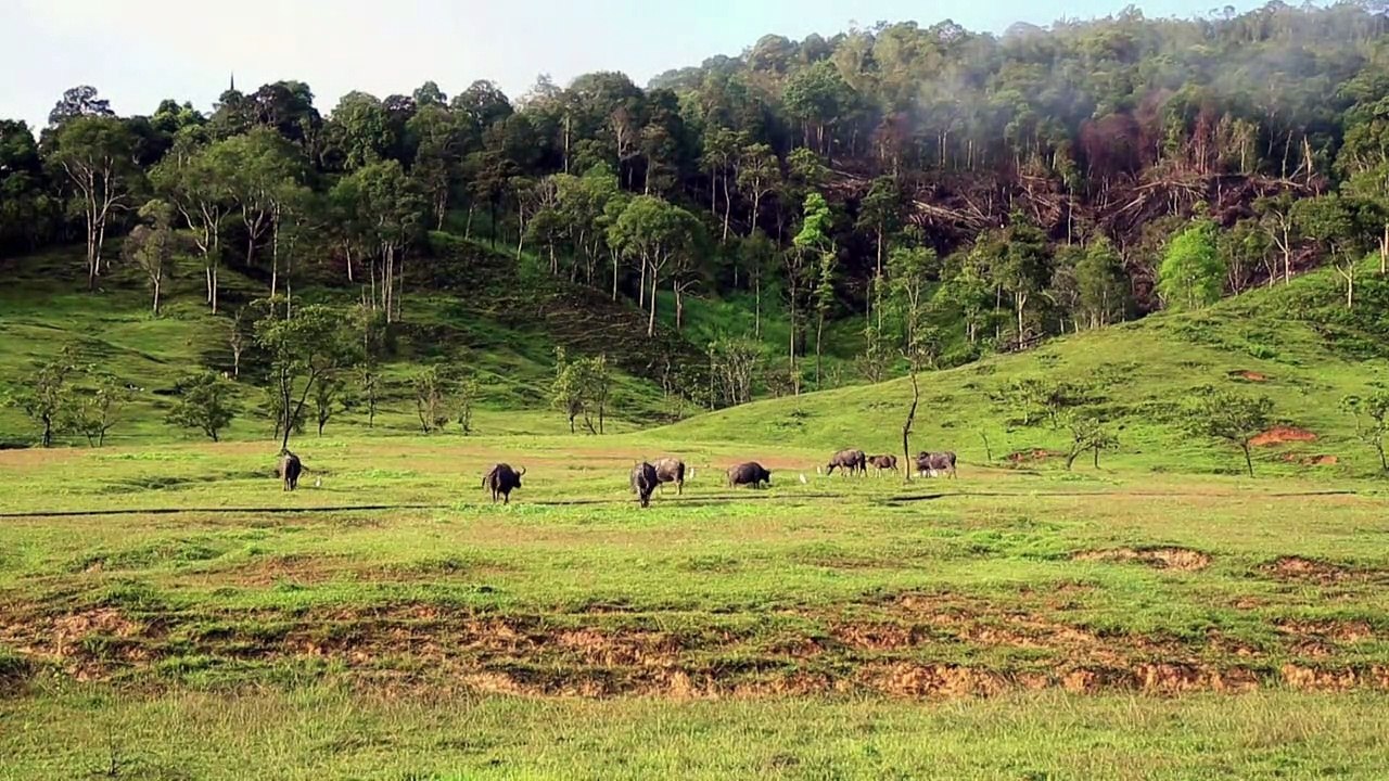 WWF: EU für großen Teil der Tropenwald-Abholzung verantwortlich