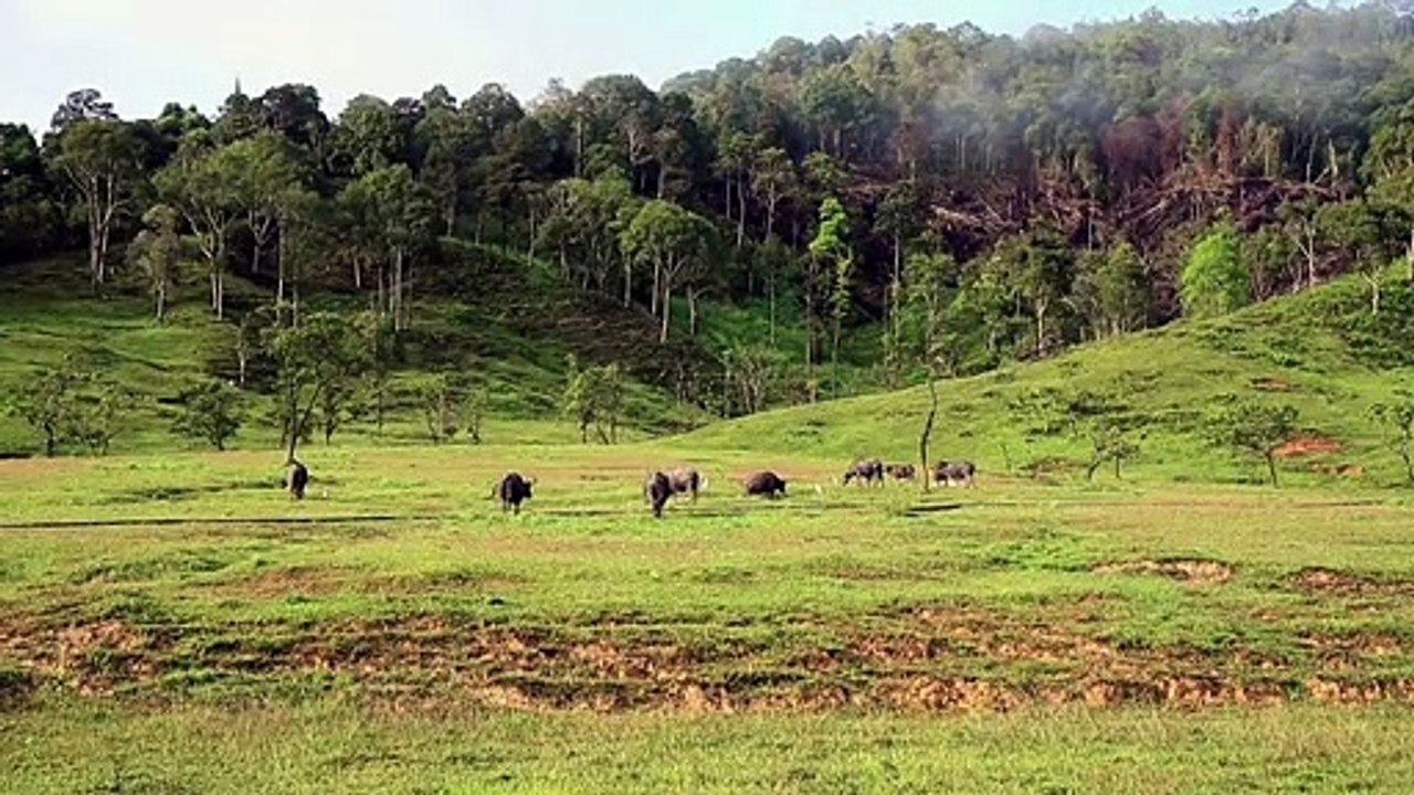 Wwf: eu für großen teil der tropenwald-abholzung verantwortlich
