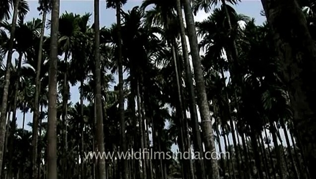 Shaded areca Palm trees