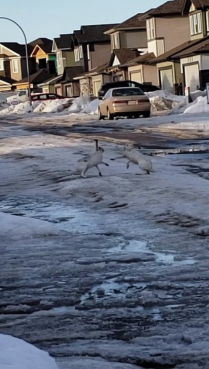 Battle Between Two Hares in the Street