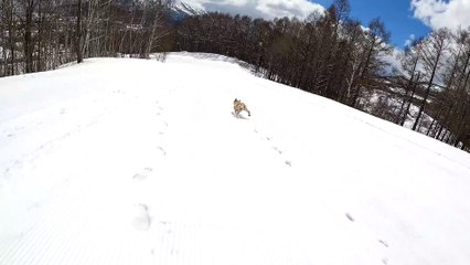 Super Fast French Bulldog Speeds Downhill