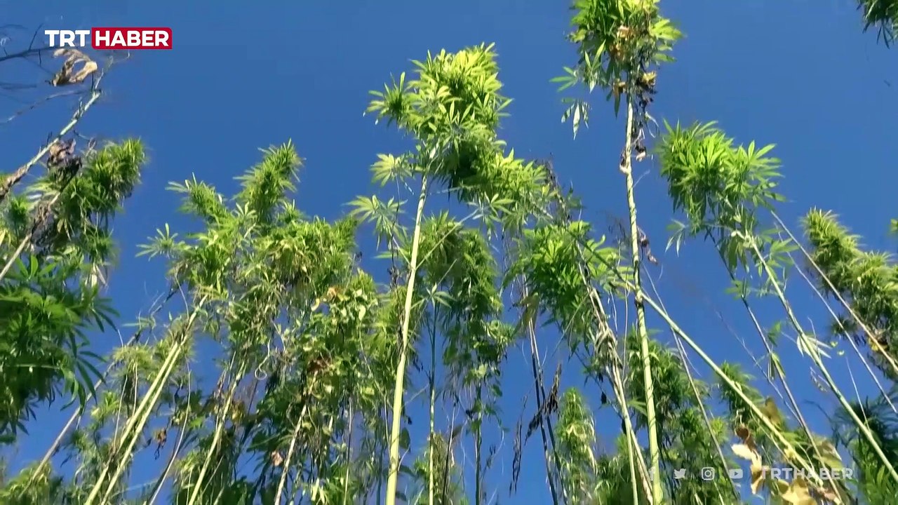 Yozgat Bozok Üniversitesinde kenevir doku kültürü ile çoğaltılacak
