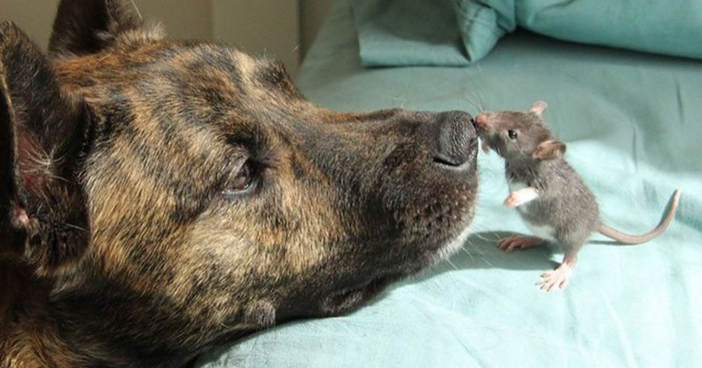 Un chien a développé une amitié extraordinaire...