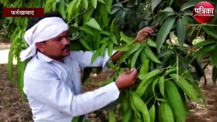 फर्रुखाबादी आम पर इस बार संकट के बादल