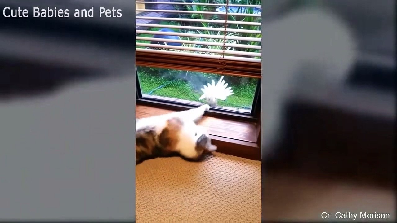 Funny Parrots Annoying Cats Compilation  Cute Parrot Videos