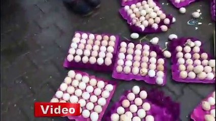 Çöpe atılmış yumurtalardan civciv çıktı