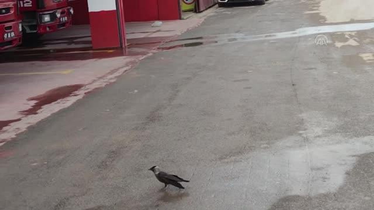 Son Dakika | Kanadı kırık bulunan karga itfaiye ekiplerince rehabilitasyon merkezine teslim edildi