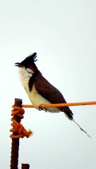 Call Of Pycnonotus jocosus  or Red Vented Bulbul ( Bulbul Bird Sound)