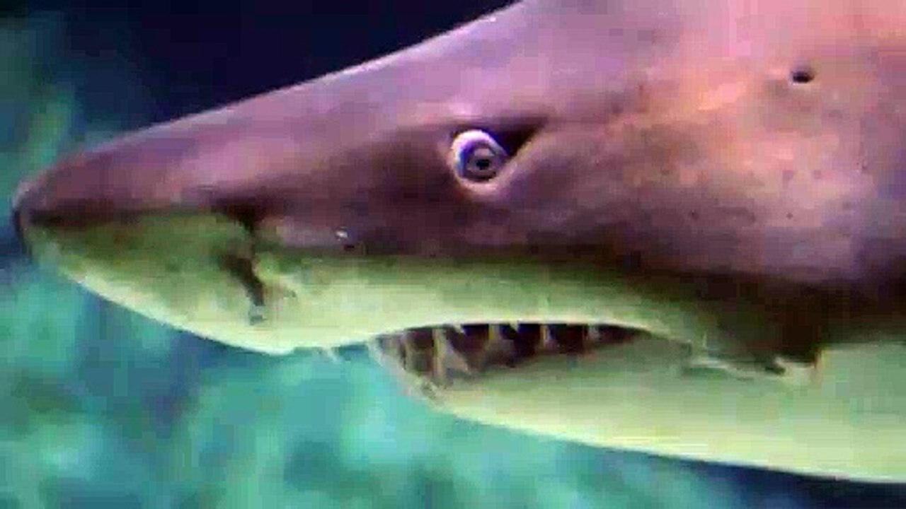 shark video   for kids   in youtube