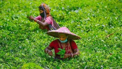 What is the pain of Jalpaiguri tea garden workers? Watch