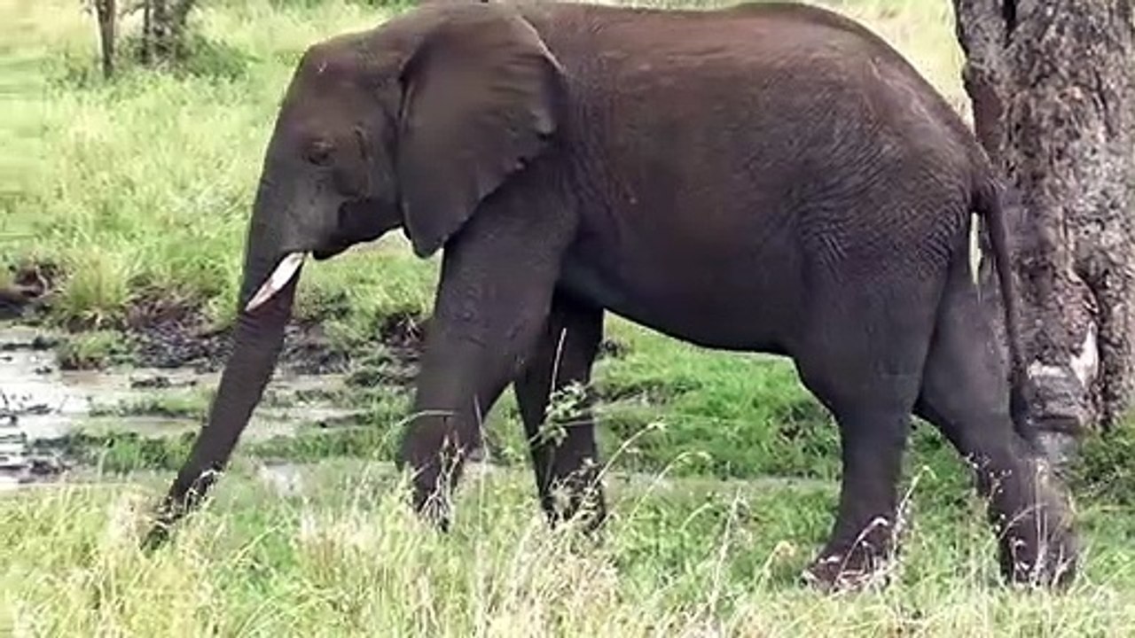 Elephant videos for kids and elephant videos on youtube