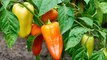 5 Foods You Can Grow in a Container Garden
