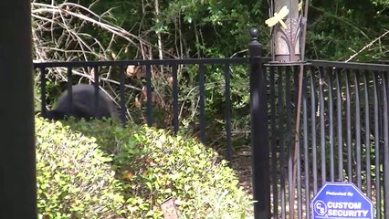 Black Bear Stands Its Ground for a Snack