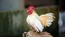 Beautiful desi Cock - YouTube-Desi Cock _  Murga Masti