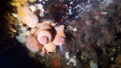 - Rusya'da buz tutan denizin altında fotoğraf sergisi