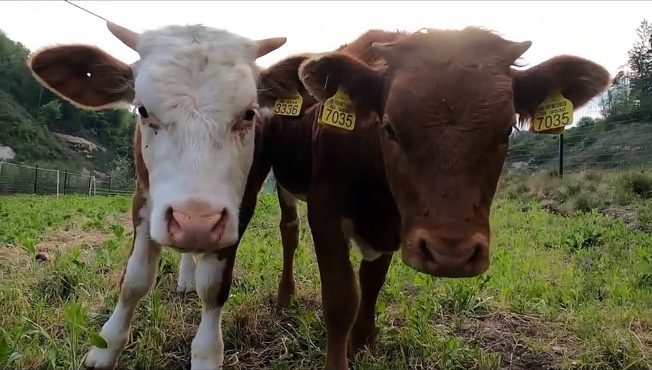 animals with down syndrome