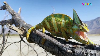 Apple Mendapatkan Gugatan Pelanggaran Paten Chip 5G