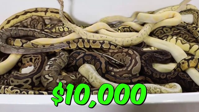 MR BEAST - Would You Sit In Snakes For $10,000_ # MR BEAST ( CHALLENGE )