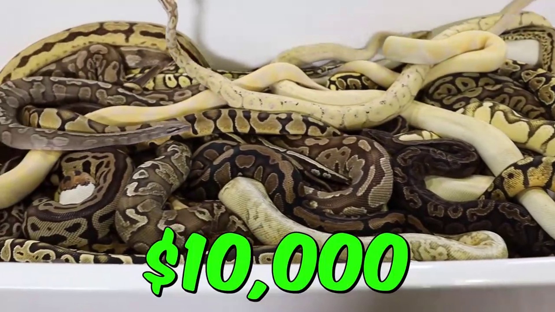 MR BEAST - Would You Sit In Snakes For $10,000_ # MR BEAST ( CHALLENGE )