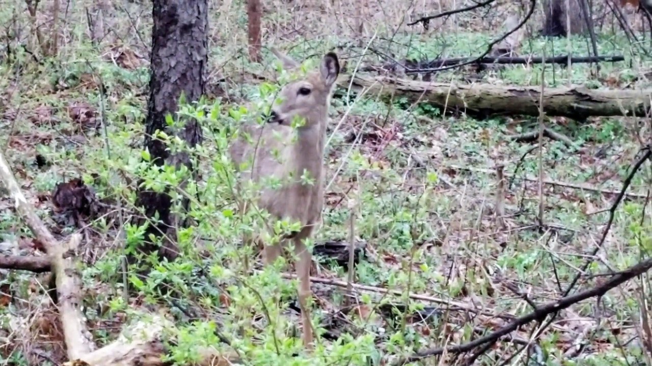 A Rangale of Deer