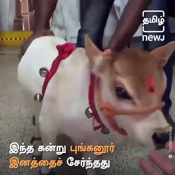 Social Media Become Crazy About This Cute Baby Punganur Cow