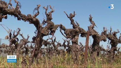 Gard : des vignobles de Camargue frappés par le gel, du jamais-vu