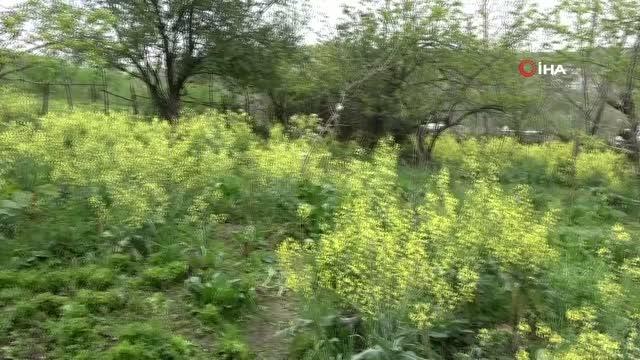 Son dakika haberi: Samsun'da koca dehşeti...Karısını tarlada tüfekle vurarak öldürüp, intihara kalkıştı