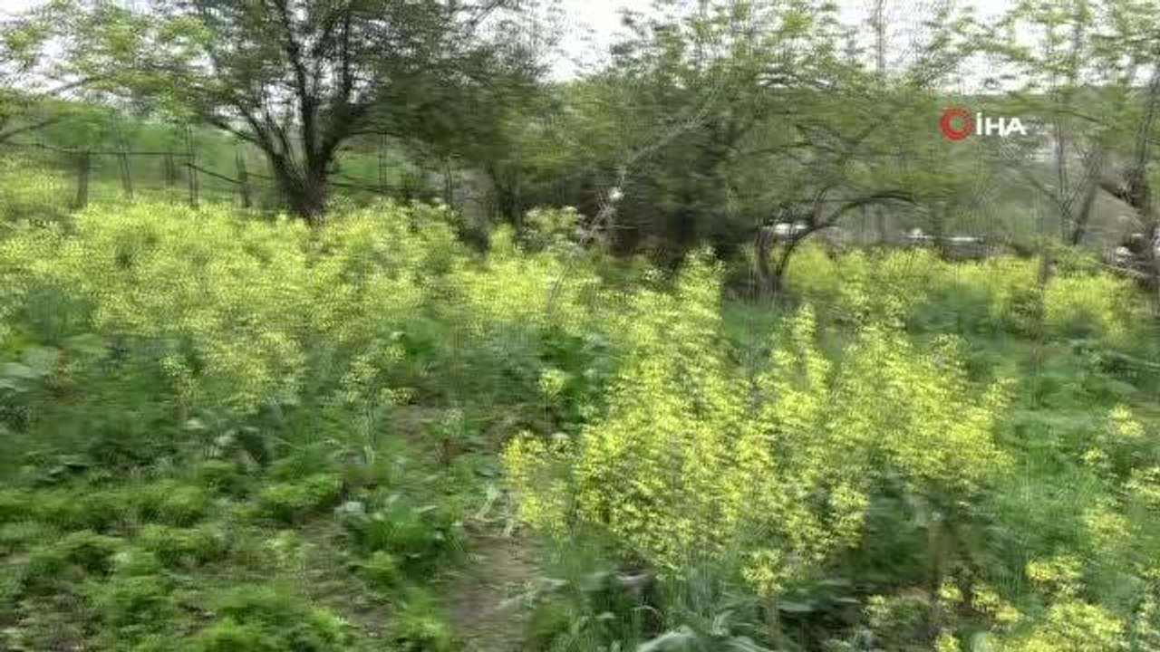 Son dakika haberi: Samsun'da koca dehşeti...Karısını tarlada tüfekle vurarak öldürüp, intihara kalkıştı