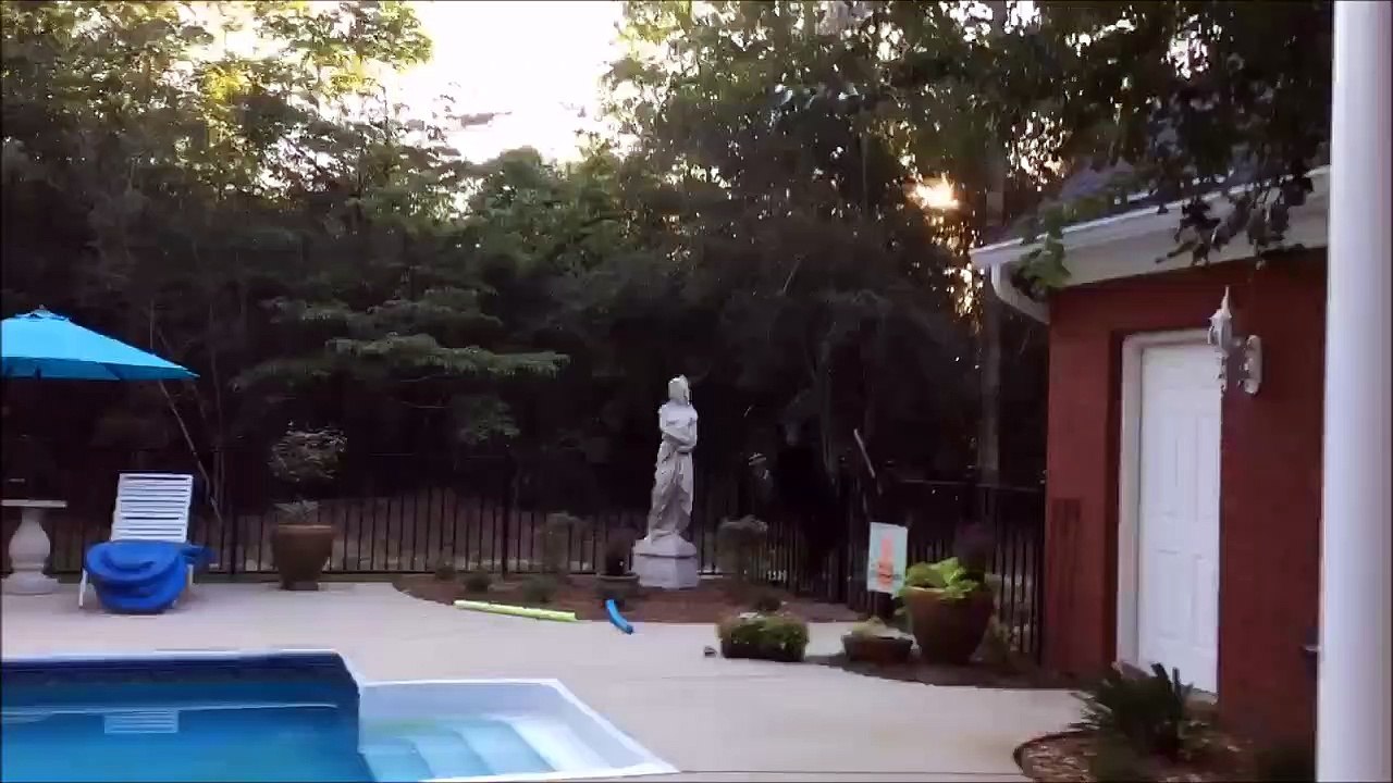 Back Yard Black Bear Goes for Bird Feeder
