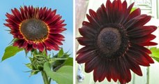 Découvrez le tournesol chocolat, une plante originale aux pétales marrons