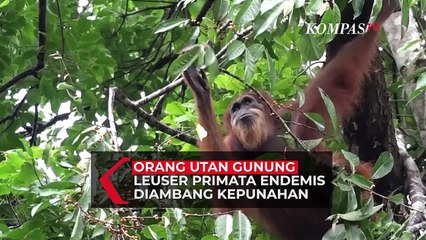 Download Video: Populasi Kian Menurun, Orangutan Sumatera Terancam Punah