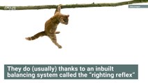 Cats Always Land on Their Feet! There’s Actually Science Behind That