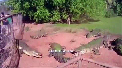 Funny animals try not to laugh videos completions 2021