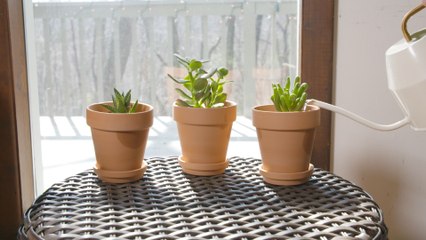 How to Care For Succulents So They Thrive All Year Long