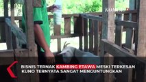 Ternak Kambing Etawa, Bisnis Menjanjikan Untung Jutaan