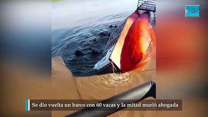 Se dio vuelta un barco con 60 vacas y la mitad murió ahogada