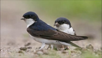 Aviones comunes (Delichon urbicum)