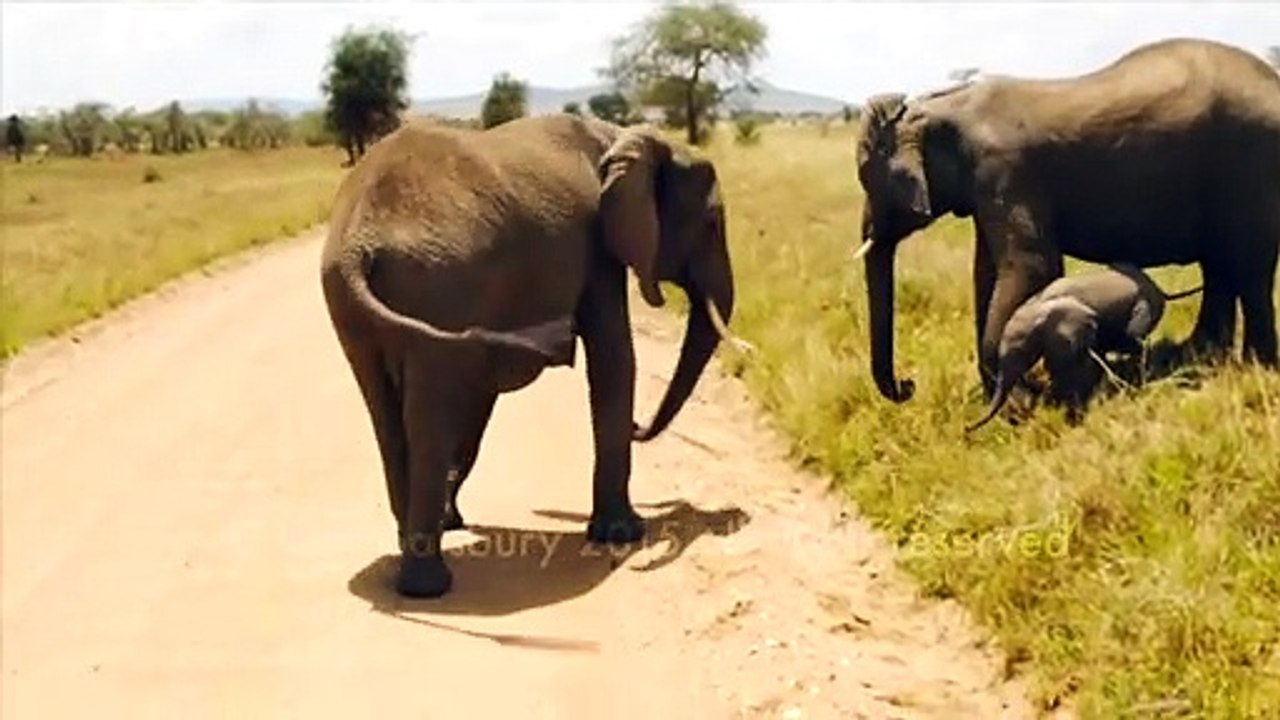 Cet éléphanteau n'ose pas traverser la route... adorable