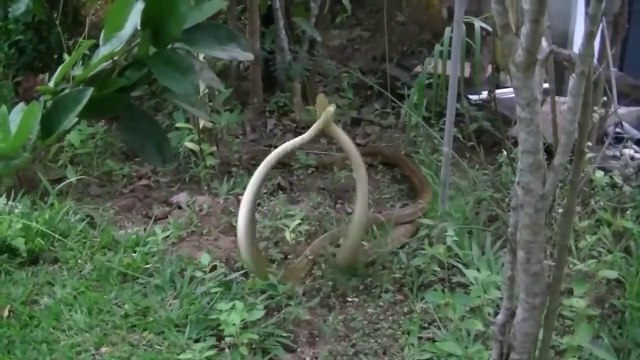 Danse de 2 serpents au Sri Lanka... Impressionnant
