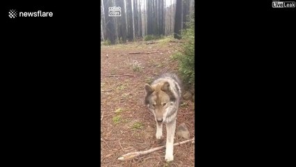 Un loup un peut trop sympa et pas du tout sauvage